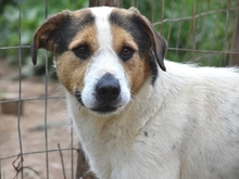 OLIVER, Hund, Mischlingshund in Griechenland - Bild 20