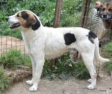 OLIVER, Hund, Mischlingshund in Griechenland - Bild 21
