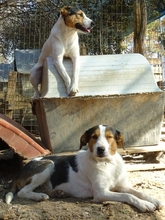 OLIVER, Hund, Mischlingshund in Griechenland - Bild 3