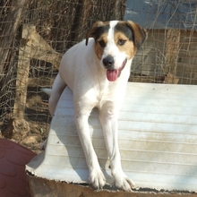 OLIVER, Hund, Mischlingshund in Griechenland - Bild 4