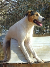 OLIVER, Hund, Mischlingshund in Griechenland - Bild 5