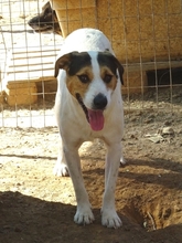 OLIVER, Hund, Mischlingshund in Griechenland - Bild 6