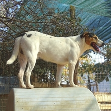 OLIVER, Hund, Mischlingshund in Griechenland - Bild 7