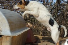 OLIVER, Hund, Mischlingshund in Griechenland - Bild 8