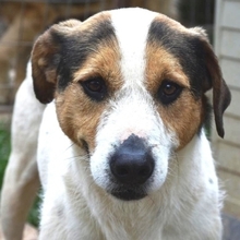 OLIVER, Hund, Mischlingshund in Griechenland - Bild 9