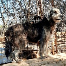 FANIS, Hund, Mischlingshund in Griechenland - Bild 1