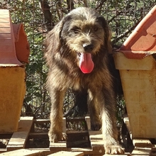 FANIS, Hund, Mischlingshund in Griechenland - Bild 2