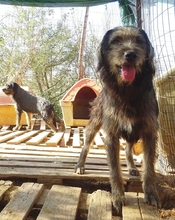 FANIS, Hund, Mischlingshund in Griechenland - Bild 3
