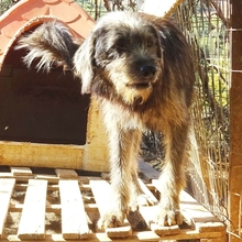 FANIS, Hund, Mischlingshund in Griechenland - Bild 4
