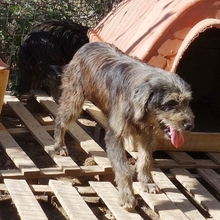 FANIS, Hund, Mischlingshund in Griechenland - Bild 5