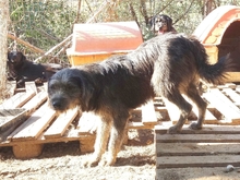 FANIS, Hund, Mischlingshund in Griechenland - Bild 6