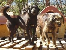 FANIS, Hund, Mischlingshund in Griechenland - Bild 7
