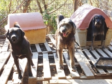 FANIS, Hund, Mischlingshund in Griechenland - Bild 8