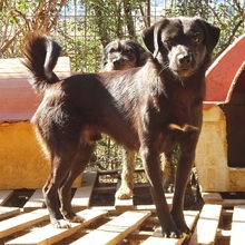 FILIS, Hund, Mischlingshund in Griechenland - Bild 1