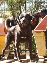 FILIS, Hund, Mischlingshund in Griechenland - Bild 2