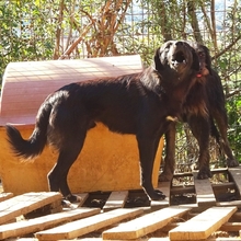 FILIS, Hund, Mischlingshund in Griechenland - Bild 3