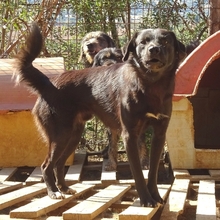 FILIS, Hund, Mischlingshund in Griechenland - Bild 6