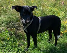 CARLEY, Hund, Mischlingshund in Schmalkalden - Bild 5