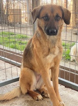LUNIA, Hund, Mischlingshund in Griechenland - Bild 4