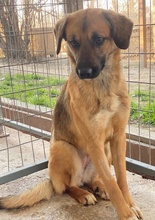 LUNIA, Hund, Mischlingshund in Griechenland - Bild 5