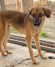 LUNIA, Hund, Mischlingshund in Griechenland - Bild 6