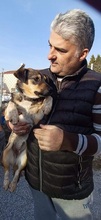 NIMET, Hund, Mischlingshund in Griechenland - Bild 23