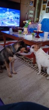 NIMET, Hund, Mischlingshund in Griechenland - Bild 7