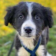 QUENTIN, Hund, Mischlingshund in Griechenland - Bild 1