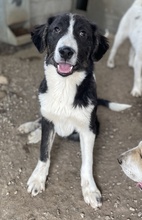 QUENTIN, Hund, Mischlingshund in Griechenland - Bild 17