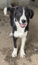 QUENTIN, Hund, Mischlingshund in Griechenland - Bild 19