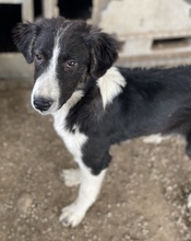 QUENTIN, Hund, Mischlingshund in Griechenland - Bild 20