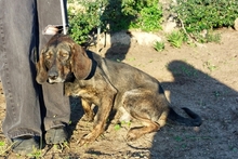 RUDY, Hund, Jagdhund-Mix in Italien - Bild 18