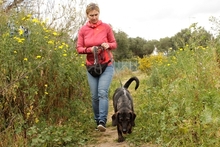 RUDY, Hund, Jagdhund-Mix in Italien - Bild 9