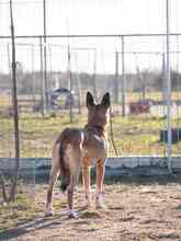 UMBRA, Hund, Mischlingshund in Großräschen - Bild 23