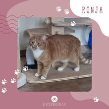 RONJA, Katze, Europäisch Kurzhaar in Bulgarien - Bild 1