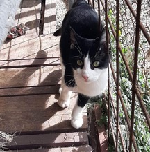 SHARI, Katze, Hauskatze in Griechenland - Bild 1