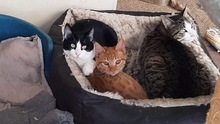 SHARI, Katze, Hauskatze in Sankt Wolfgang - Bild 6