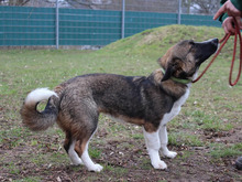 DINO, Hund, Mischlingshund in Hamburg - Bild 5