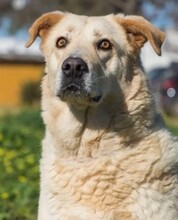 DELICE, Hund, Mischlingshund in Spanien - Bild 1