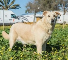 DELICE, Hund, Mischlingshund in Spanien - Bild 2