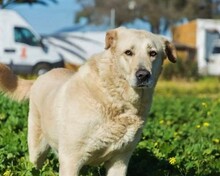 DELICE, Hund, Mischlingshund in Spanien - Bild 4