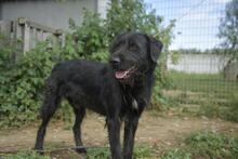 SZURTOS, Hund, Mischlingshund in Ungarn - Bild 4