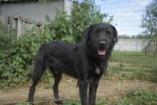 SZURTOS, Hund, Mischlingshund in Ungarn - Bild 5
