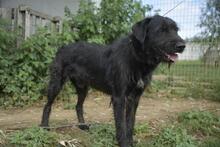 SZURTOS, Hund, Mischlingshund in Ungarn - Bild 6