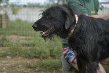 SZURTOS, Hund, Mischlingshund in Ungarn - Bild 7