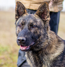 BATMAN, Hund, Mischlingshund in Ungarn - Bild 1