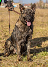 BATMAN, Hund, Mischlingshund in Ungarn - Bild 3