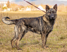 BATMAN, Hund, Mischlingshund in Ungarn - Bild 4