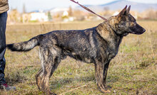 BATMAN, Hund, Mischlingshund in Ungarn - Bild 5