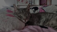 RUNNER, Katze, Europäisch Kurzhaar in Gengenbach